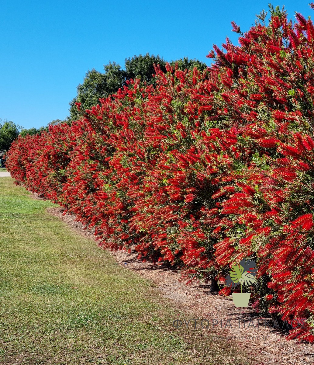 Καλλιστήμων (Callistemon) – Καλλωπιστικός Θάμνος με Κόκκινα Άνθη - 1